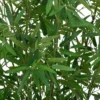 BAMBOU POT NATUREL LY H.150CM