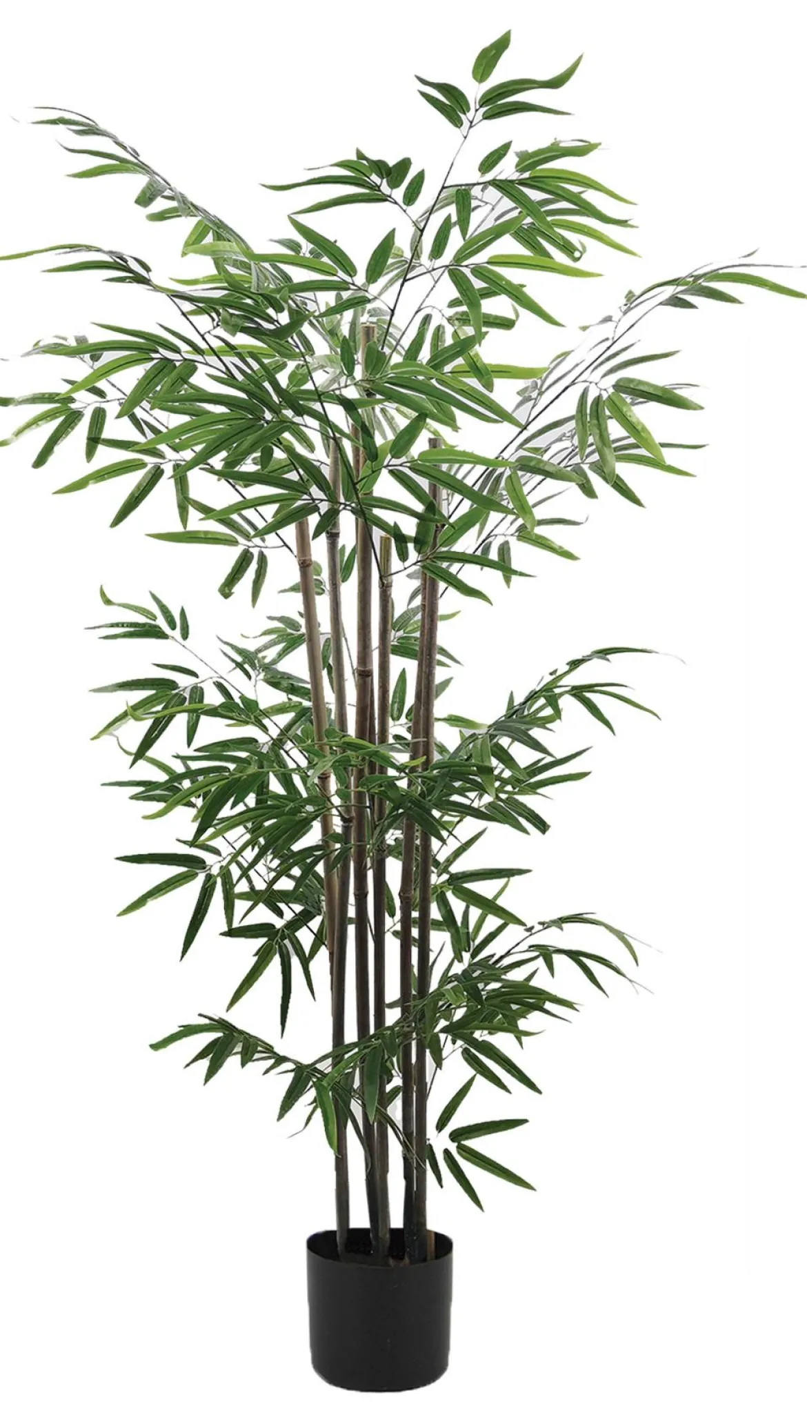 BAMBOU 7 TRONCS NATURELS 612 FEUILLES H.150CM