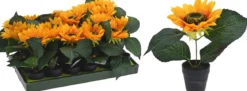 BOITE TOURNESOL