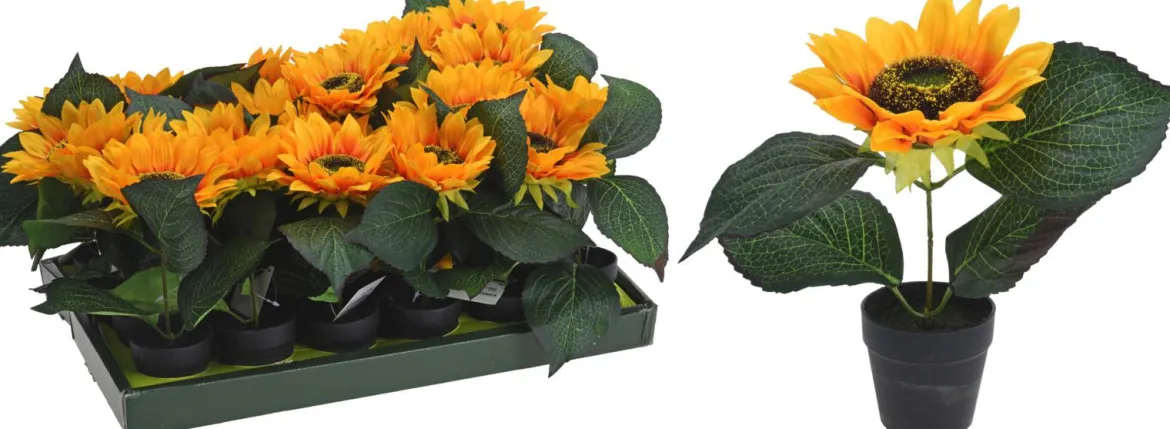 BOITE TOURNESOL