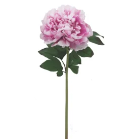 BRANCHE PIVOINE H.70CM FUCHSIA