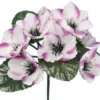 BUISSON ANEMONE