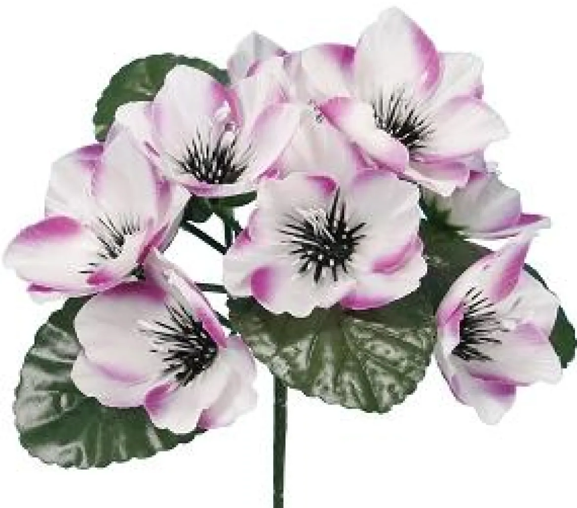 BUISSON ANEMONE