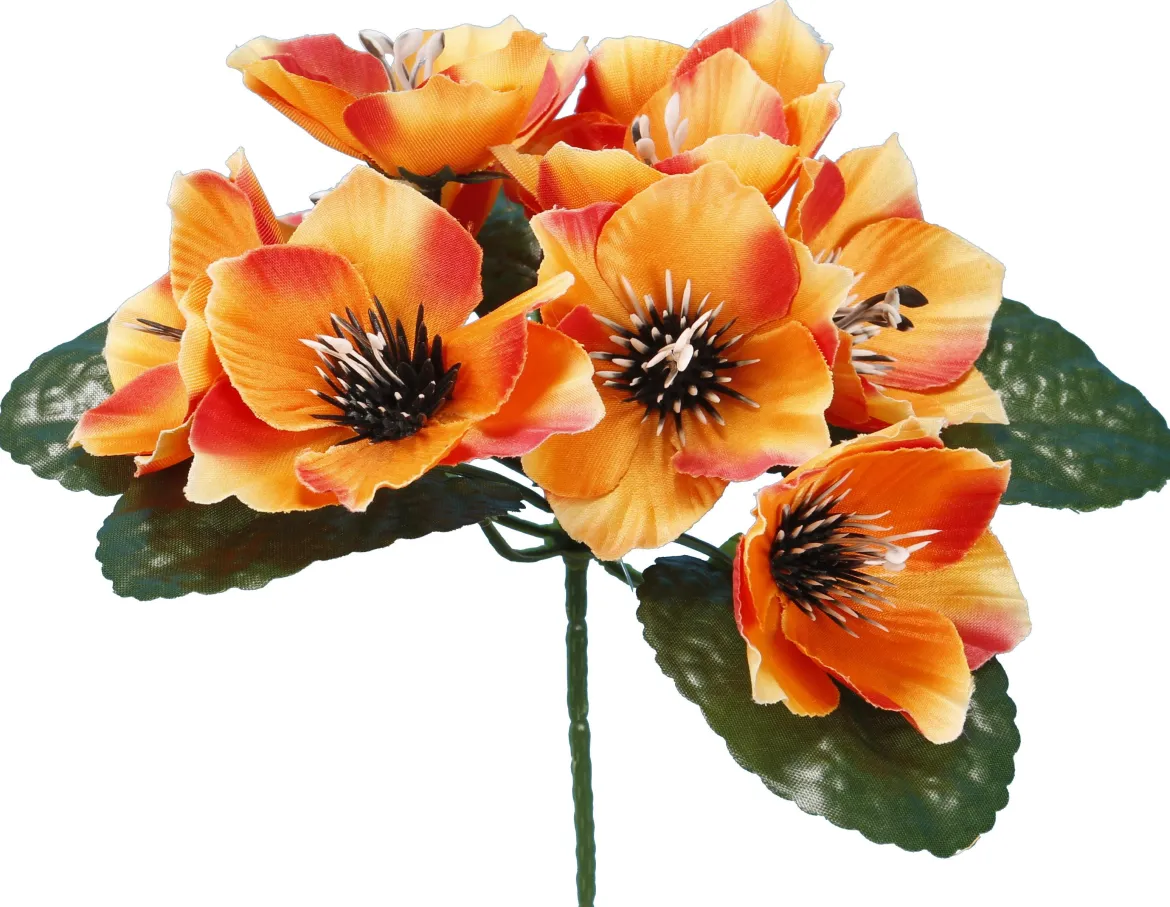 BUISSON ANEMONE