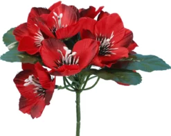 BUISSON ANEMONE