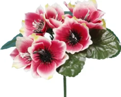 BUISSON ANEMONE