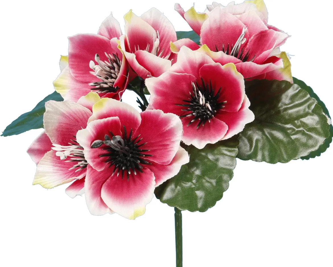 BUISSON ANEMONE