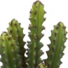 CACTUS POT TERRACOTTA ALICANTE H.25CM