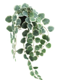 CEROPEGIA RETOMBANT POT PLASTIQUE H.63CM