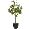 CITRONNIER EN POT CERZA H.70CM
