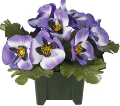 COLUMBARIUM POT PENSEES