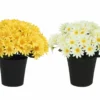 COMPOSITION 22 MARGUERITES H.27CM 2 COULEURS