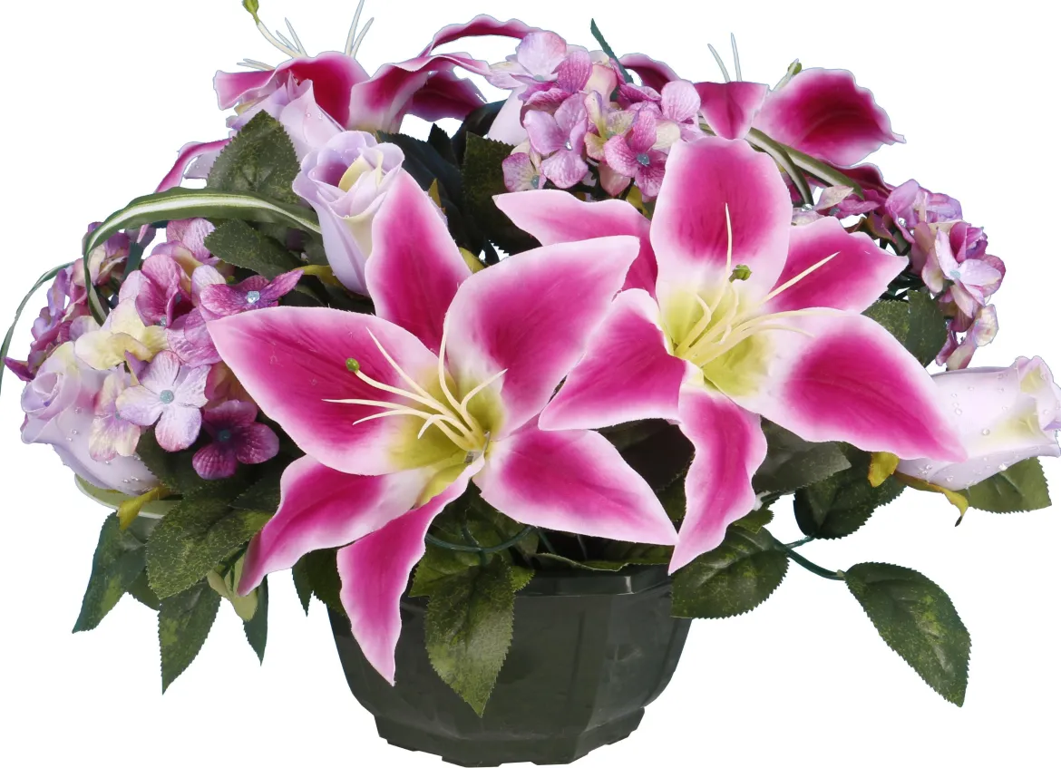 COUPE LYS HORTENSIA