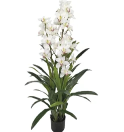 CYMBIDIUM 30 FLEURS 60 FEUILLES BLANC