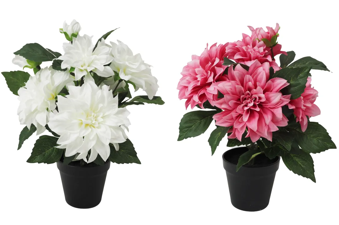 DAHLIA 8 FLEURS POT PLASTIQUE NOIR H.42CM BLANC ET ROSE