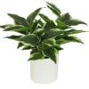 DIEFFENBACHIA POT PLASTIQUE BLANC POT H.40CM