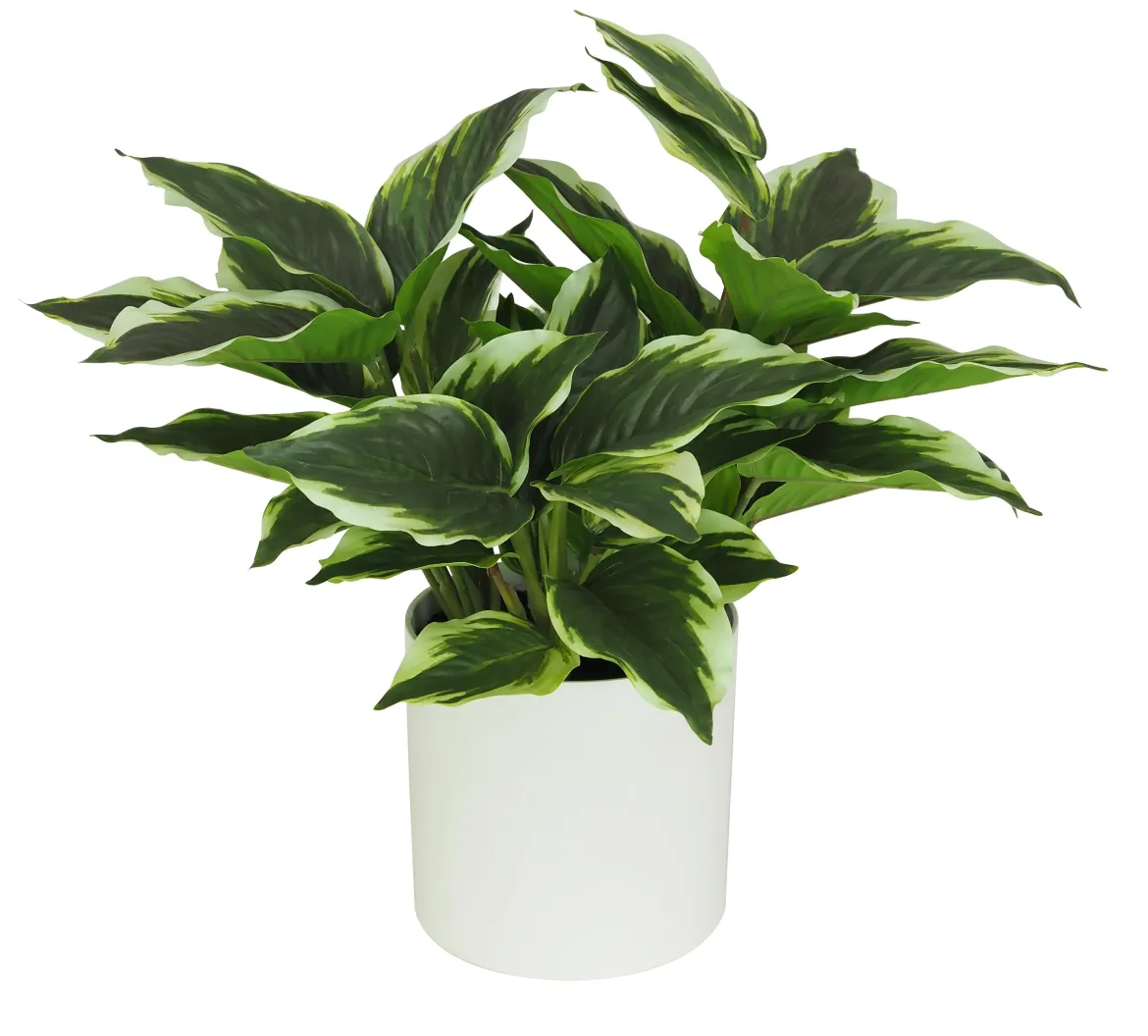 DIEFFENBACHIA POT PLASTIQUE BLANC POT H.40CM