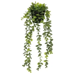 EUCALYPTUS EN POT MERLY H.51CM