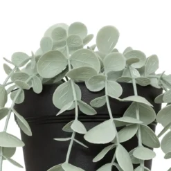 EUCALYPTUS EN POT MERLY H.51CM