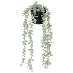 EUCALYPTUS EN POT MERLY H.51CM