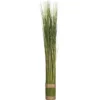 FAGOT HERBE DOMA D.8X79CM
