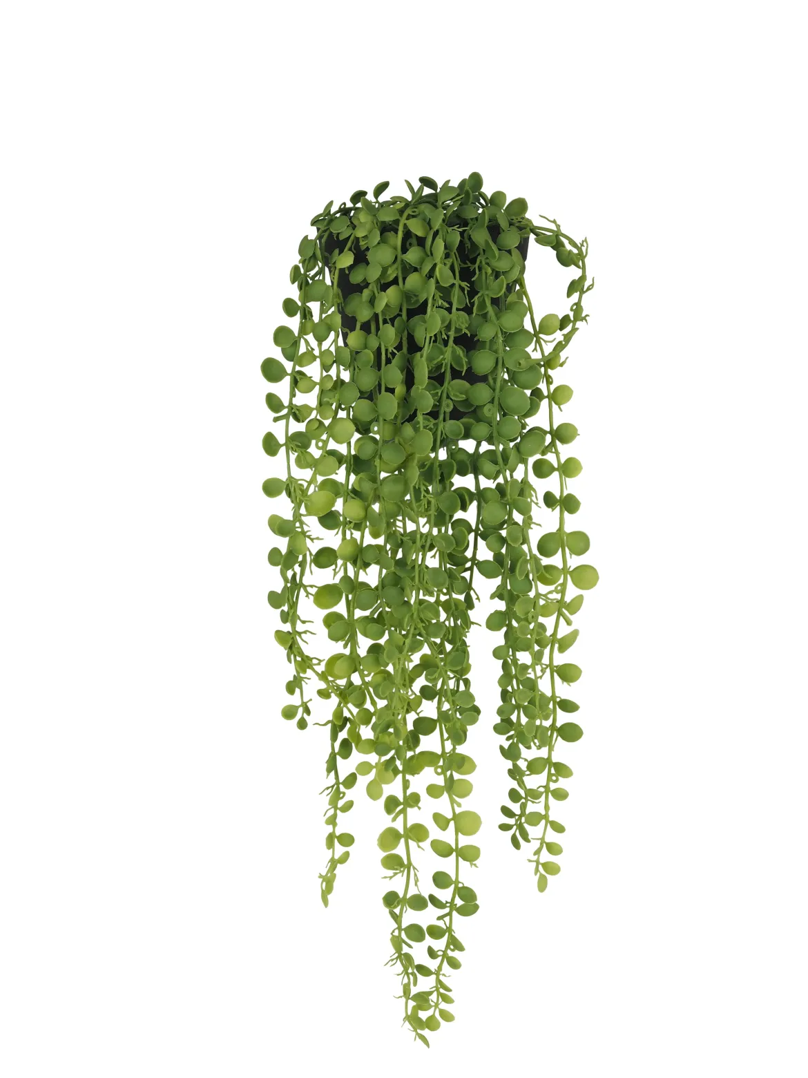 FEUILLAGE RETOMBANT POT PLASTIQUE NOIR POT H.50CM