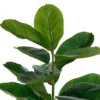 FICUS POT CERAMIQUE STRIE SKY H.145CM