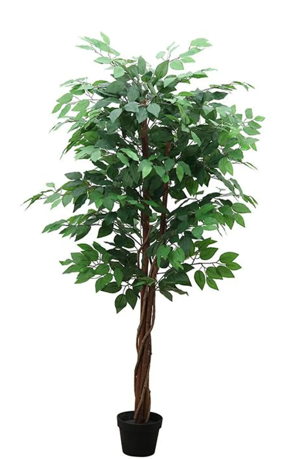 FICUS 3 TRONCS 756 FEUILLES POT H.150CM