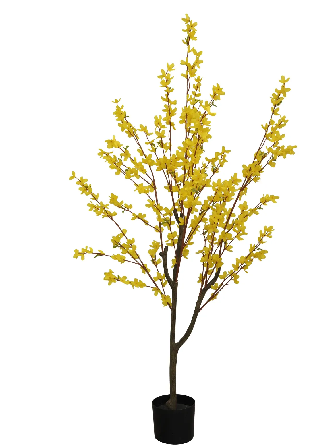 FORSYTHIA POT PLASTIQUE NOIR H.150CM JAUNE