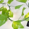 GUIRLANDE FEUILLE LIERRE 20 LED