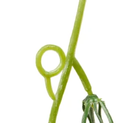 GUIRLANDE FLEUR MYRI H.180CM