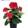 JARDINIERE DE GERANIUMS L25CM H35CM ROUGE ET ROSE