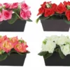 JARDINIERE 14 ROSES ET PETITES SUCCULENTES H.16CM 4 COULEURS