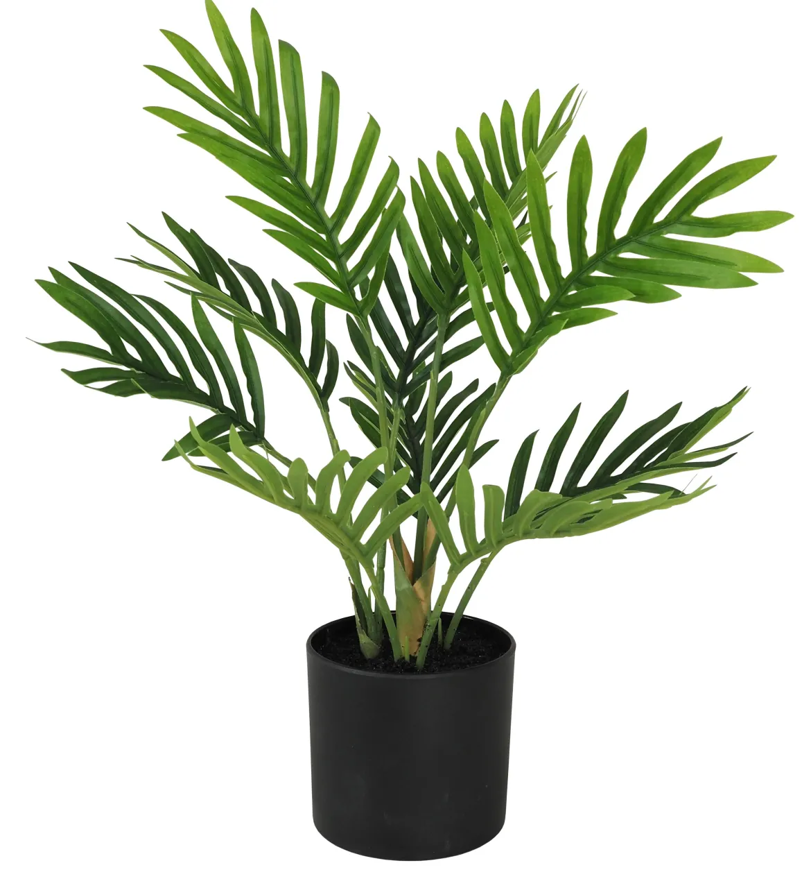 MINI PALMIER 10 PALMES POT H.30CM