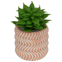 MINI PLANTE GRASSE POT CIMENT UBI H.7CM