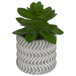 MINI PLANTE GRASSE POT CIMENT UBI H.7CM
