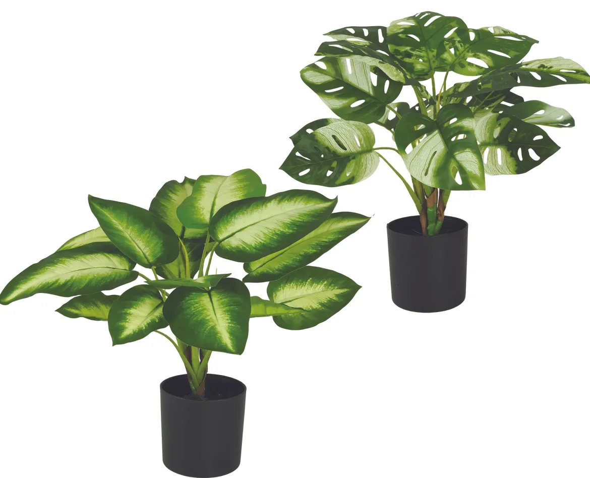 MONSTERA ET DIEFFENBACHIA 15 FEUILLES POT H.50CM