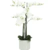 ORCHIDEES GEANTES X9 BRANCHES FLEURS TOUCHER NATUREL H.105CM