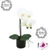 ORCHIDEES NATUREL POT CERAMIQUE NOIR H.36CM