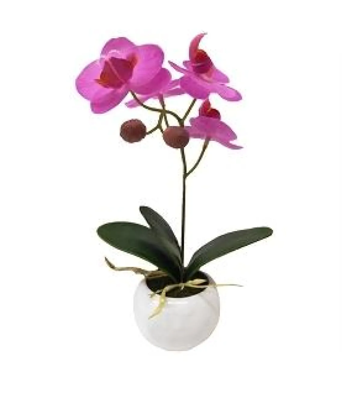 ORCHIDEES TOUCHER NATUREL EN POT CERAMIQUE BLANCHE H21CM
