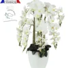 ORCHIDEES X9 BRANCHES FLEURS TOUCHER NATUREL BLANC H.87CM