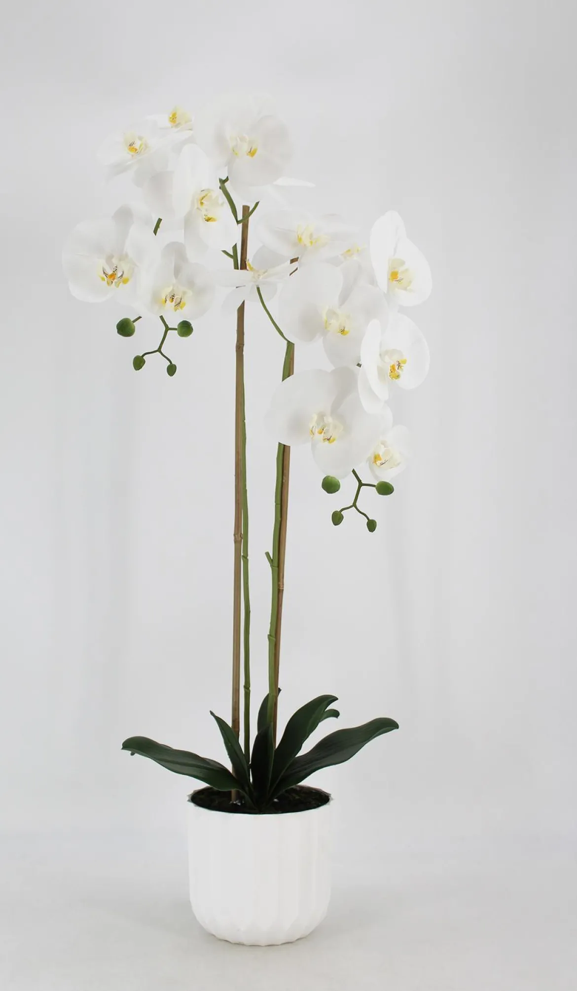 ORCHIDEE TOUCHER NATUREL 16 FLEURS POT PLASTIQUE H.100CM