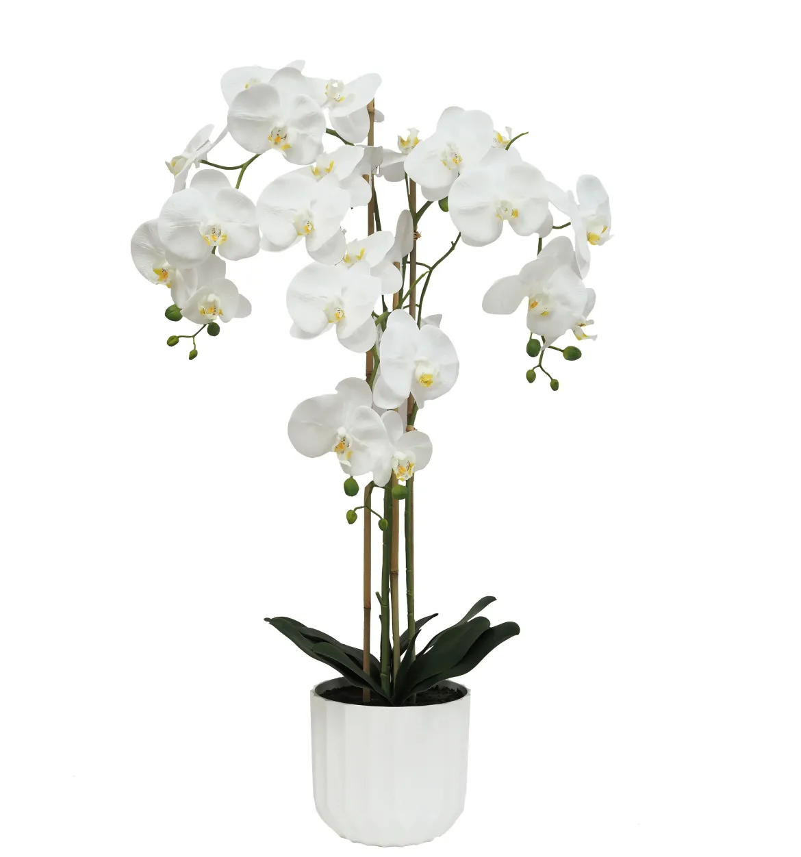 ORCHIDEE TOUCHER NATUREL 26 FLEURS POT PLASTIQUE H.100CM