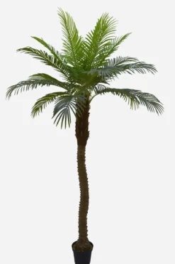 PALMIER 18 PALMES TOUCHER NATUREL POT PLASTIQUE NOIR H.240CM