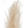 PAMPA NATUREL X3 PIECES H.110CM