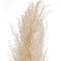 PAMPA NATUREL X3 PIECES H.110CM