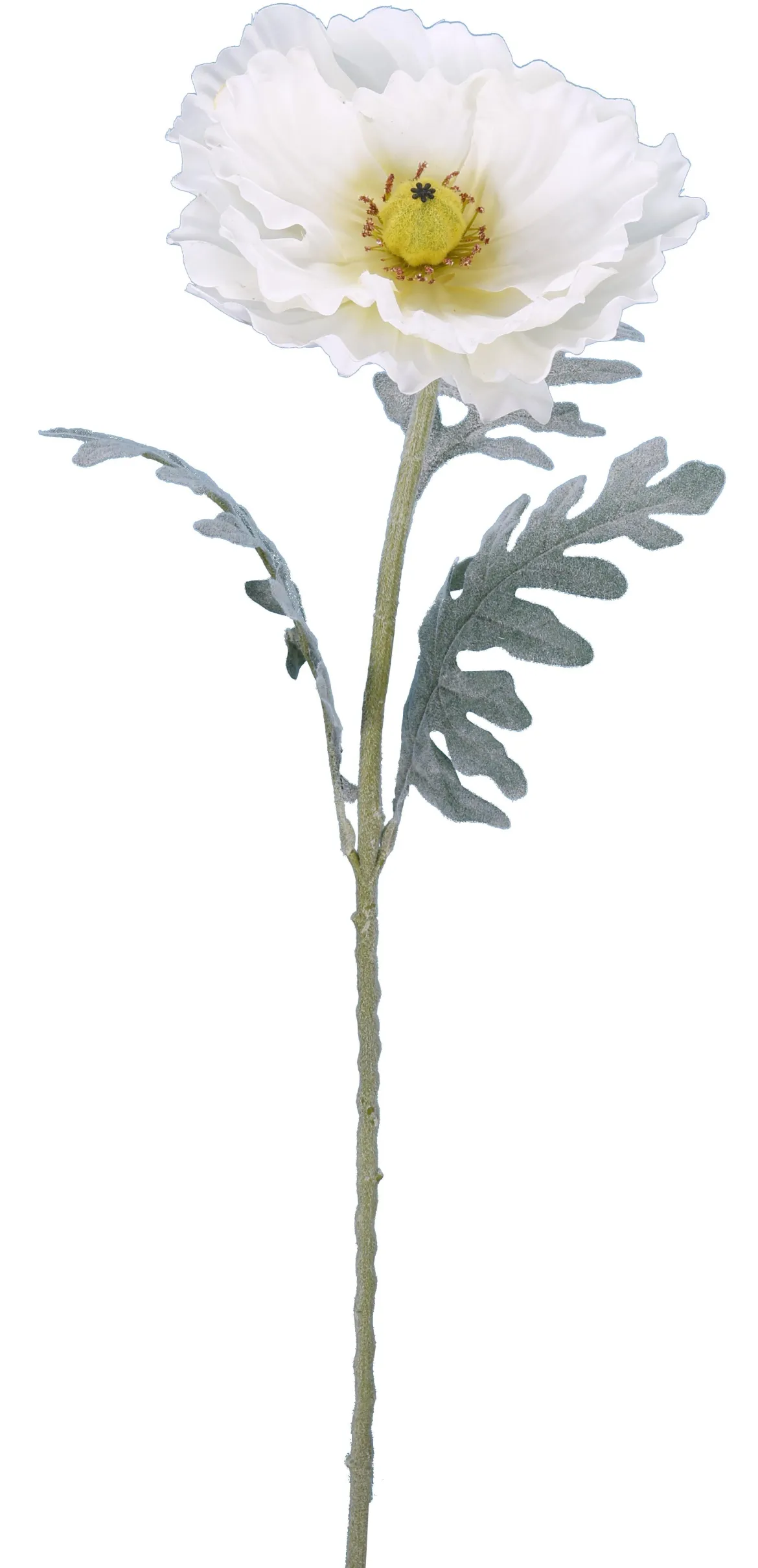 PAVOT CREME H.115CM