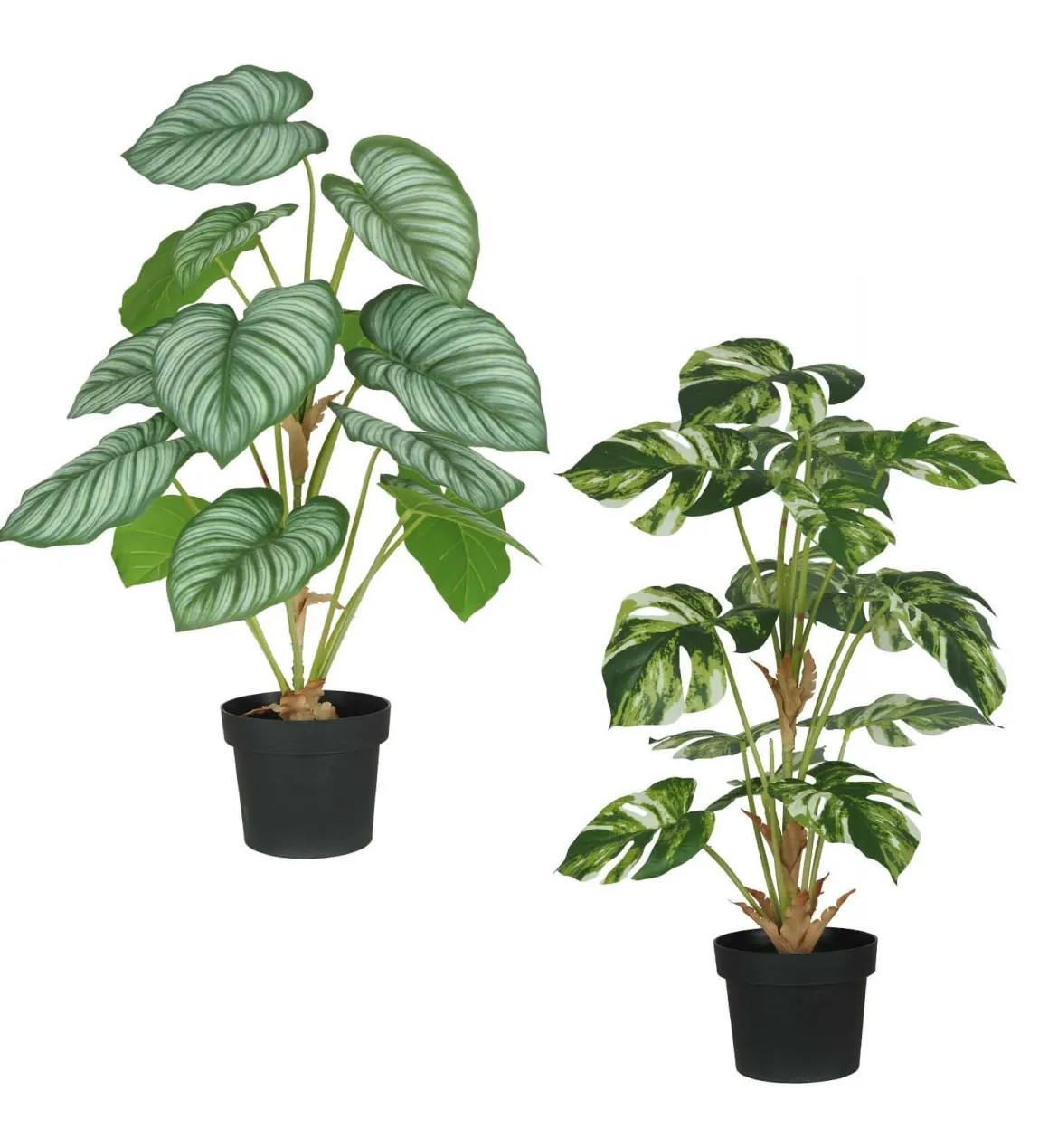 PHILODENDRON POT PLASTIQUE NOIR H.62CM VERT