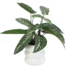 PHILO H60CM ET TARO H50CM EN POT CERAMIQUE DECO BLANC