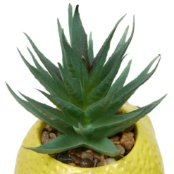 PLANTE FRUITY H.11CM